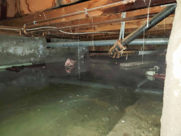 Best Local water damage restoration  in Coldstream, KY